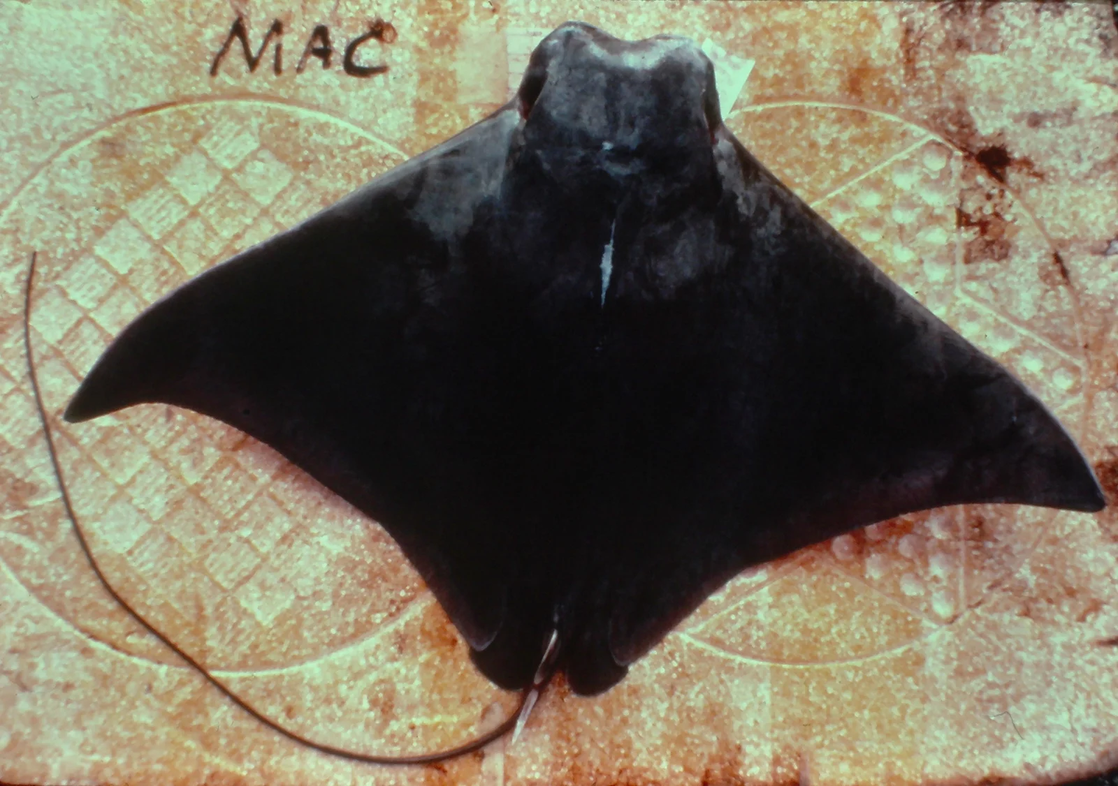 term image