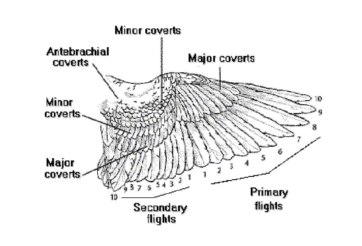 <p>Small contour feathers that cover and border remiges and retrices</p><p>Help shape the wing &amp; give insulation  </p>