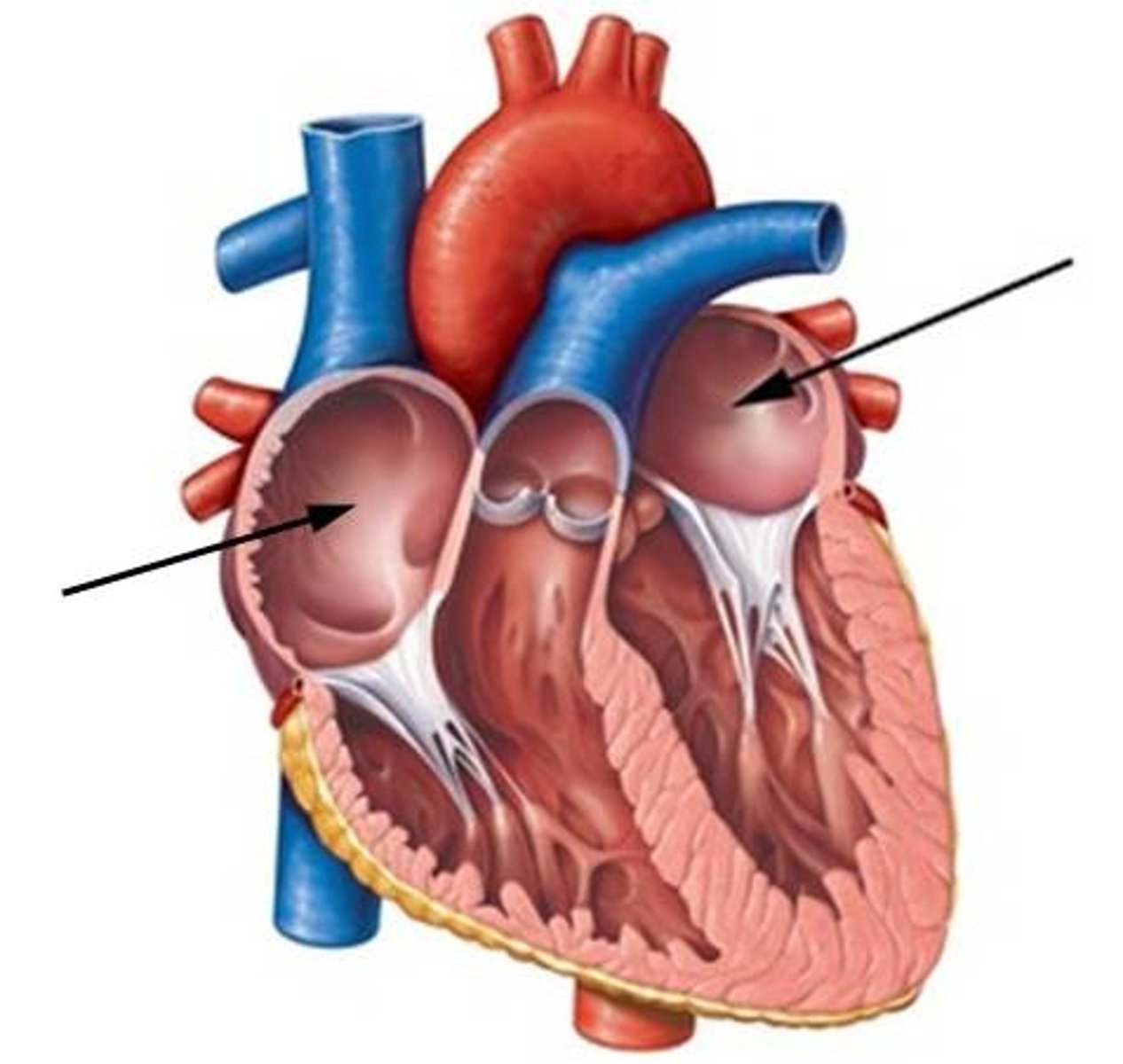 <p>the two upper chambers of the heart</p>