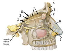 <p>Identify the structure at #2</p>