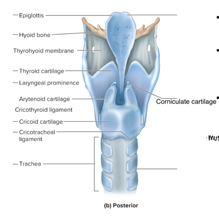 <p>attached to arytenoid cartilages like a pair of little horns</p>