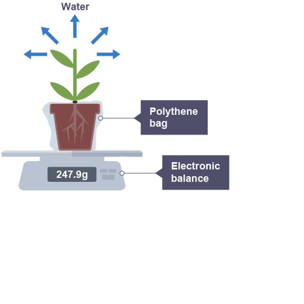 <p>measures by weighing the plant before and after and subtracting</p>