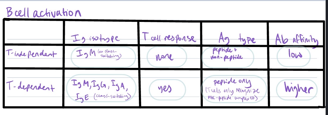 <ul><li><p>T-independent B cell activation</p><ul><li><p>low affinity Ab</p></li><li><p>secretion of only IgM</p></li><li><p>no class-switching</p></li><li><p>short-lived plasma cells</p></li><li><p>Ag can be non-peptide</p></li></ul></li></ul><p></p><ul><li><p>T-dependent B cell activation → T cells secreting cytokines that stim. B cell</p><ul><li><p>proliferation</p></li><li><p>differentiation → memory B cells + plasma cells</p></li><li><p>class-switching</p></li><li><p>higher affinity Ab</p></li><li><p>Ag must be peptide bc T cells only recognize MHC-peptide complexes</p></li></ul></li></ul><p></p>