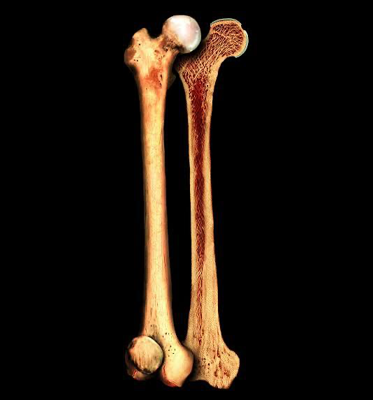 <p>what kind of bones are this?</p>