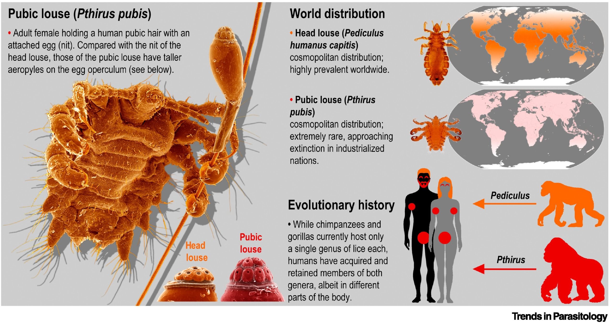 <p><strong>crab louse</strong></p><p>disease causing arthopod</p><p>sexually transmitted</p>