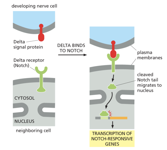 <p>The receptor is cleaved. The released part of the cytosolic tail of notch migrates to the nucleus, where it activates Notch-response genes, such as genes that inhibit neuronal differentiation in fruit flies</p>