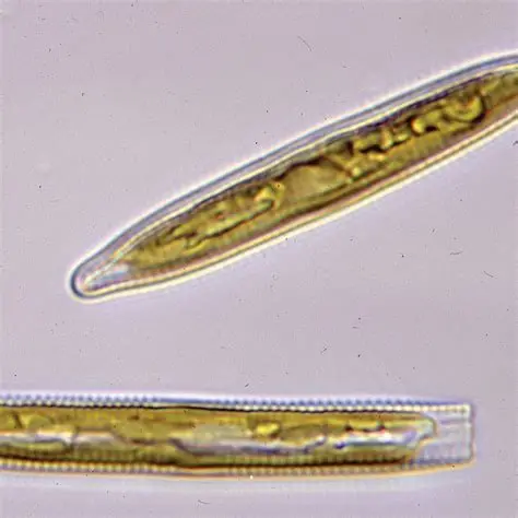 <p>What organism is this?</p>