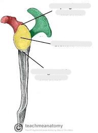 <p>What side is this scapula from?</p>