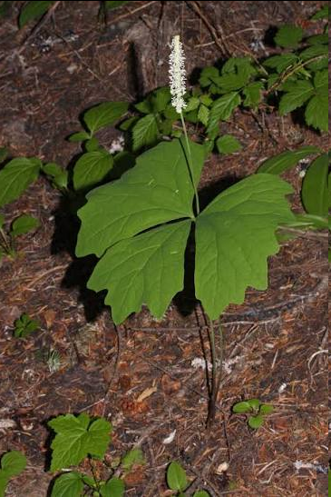 <p>plant is a perennial woodland herb native to the Pacific Northwest. It is best known for its striking foliage and sweet-smelling leaves that release a delicate, dessert-like aroma as they dry. From late spring to early summer, it produces separate stalks topped with dense, starry spikes of tiny white flowers.</p>