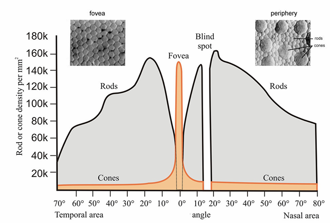 <p><strong>Rods </strong></p><ul><li><p>one type only </p></li><li><p>120 million </p></li><li><p>absent from fovea</p></li></ul><p></p><p><strong>Cones</strong></p><ul><li><p>3 types</p></li><li><p>6 million </p></li><li><p>densest in fovea (but some elsewhere as well) </p></li></ul><p></p><p><em>no photoreceptors in blindspot </em></p>