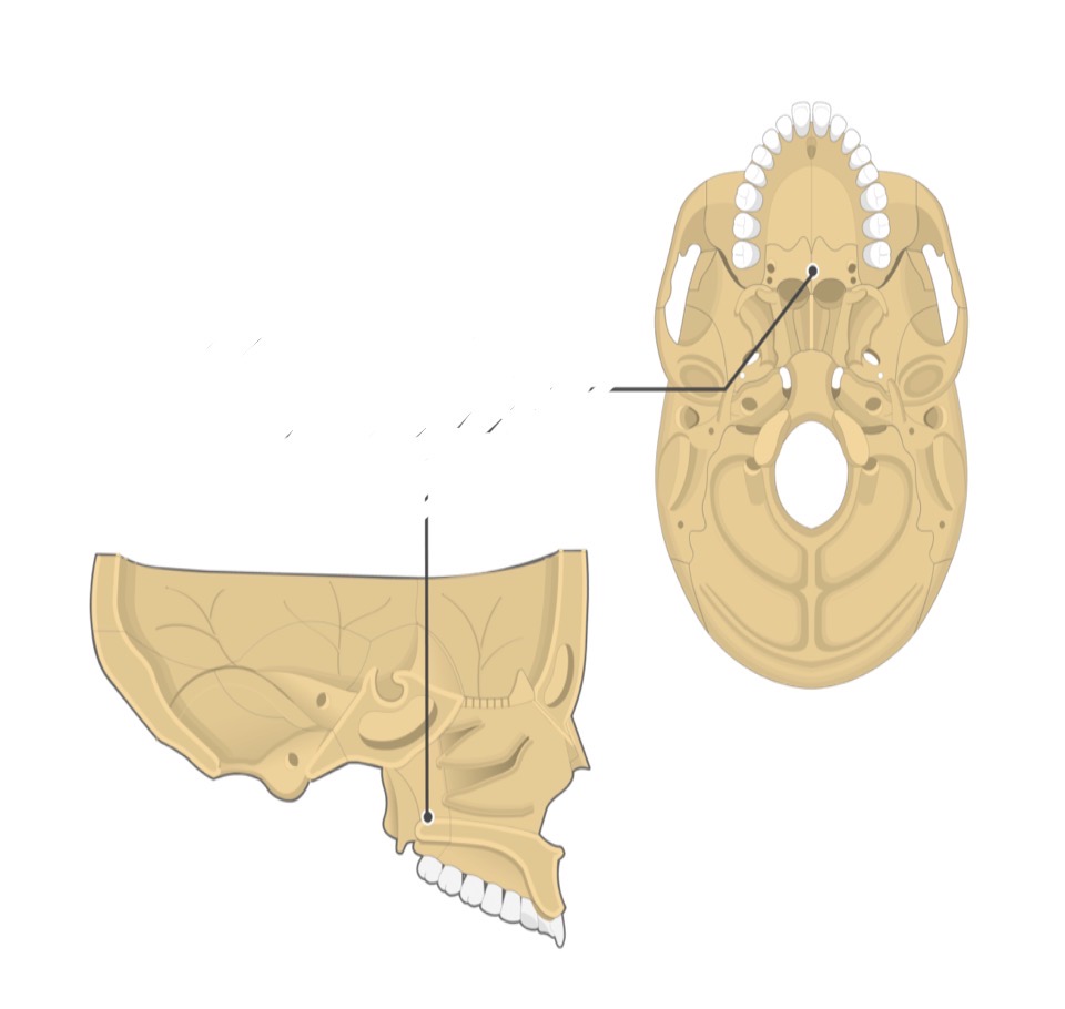 <p>Palatine bone</p>