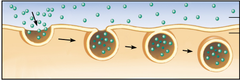 <p>- Process by which a cell takes material into the cell by infolding of the cell membrane</p>