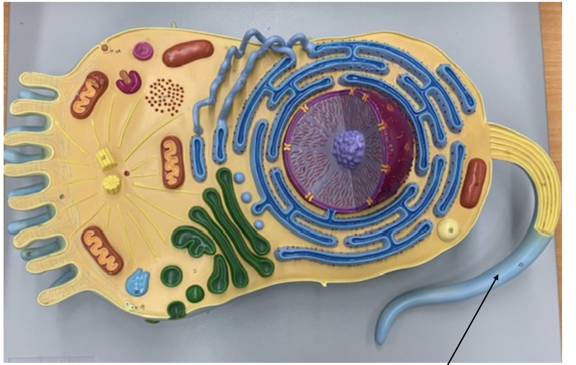 <p>What Organelle is this ?</p>