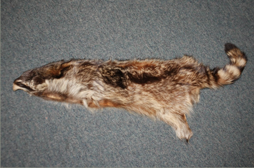 <p>Identify this fur</p>