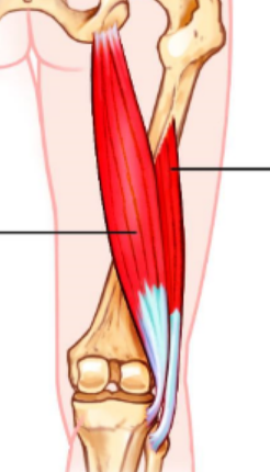<p>2 muscles</p>