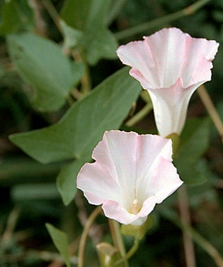 <p>Identify the weed</p>