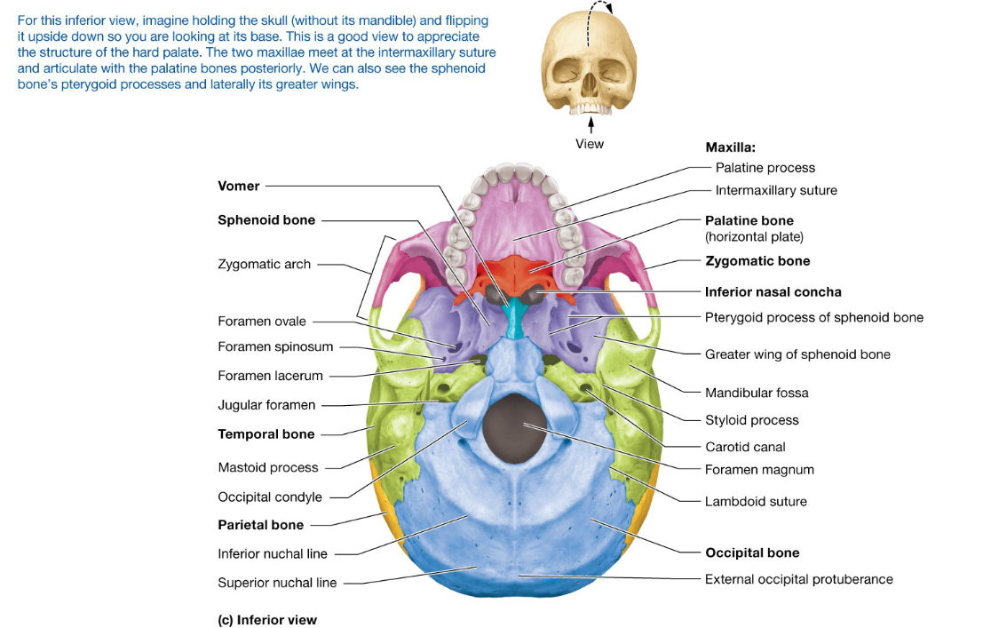 <p>Posterior, Superior, and Inferior Views of the Skull</p>