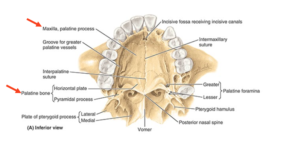 <ul><li><p>ant 2/3 of palate</p></li><li><p>bony skeleton formed by</p><ul><li><p>maxillae bones ant</p></li><li><p>palatine bones post</p></li></ul></li></ul><p></p>
