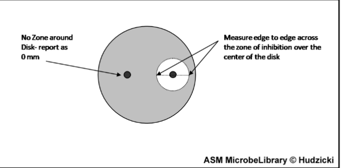 <p>can either measure edge to edge of the zone of inhibition</p><p>OR </p><p>you can measure the middle to the end and multiply times 2</p><p>and units of mm</p>