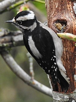 <p>Tiny, widespread and familiar woodland resident and backyard visitor</p><p>Black and white plumage, short bill and black markings on white outer tail feathers</p>