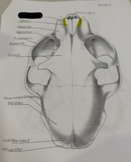term image