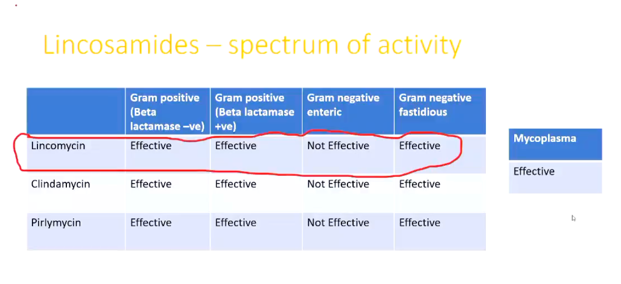 <p><strong>Lincosamides</strong></p><p>• Inhibit bacterial protein synthesis</p><p>• Have a similar mechanism of action to macrolides</p><p>• Bacteriostatic at therapeutic concentrations</p><p>• Mainly gram positive spectrum of activity</p><p>• Good activity against anaerobic bacteria</p><p><strong><u>Spectrum of Activity</u></strong></p><ul><li><p>Image</p></li></ul><p></p>