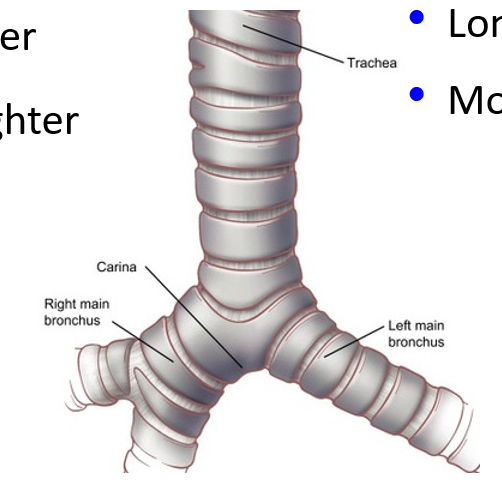 <p>Air enters either the left or right primary bronchus (at the hilum). Structure due to the position of the heart in relation to the left lung </p><ul><li><p>Right Primary Bronchus</p><ul><li><p>Wider</p></li><li><p>Shorter</p></li><li><p>Straighter</p></li><li><p>More likely side for inhaling foreign objects</p></li></ul></li><li><p>Left Primary Bronchus</p><ul><li><p>Narrower</p></li><li><p>Longer</p></li><li><p>More Horizontal</p></li></ul></li></ul><p></p>