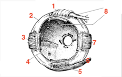 <p>what structure is 3?</p>