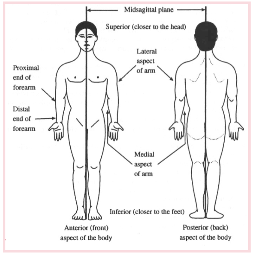 <p>Pertaining to the back or nearer the back (of the foot, hand, and forearm)</p><ul><li><p>Similar to “<strong>posterior</strong>”</p></li></ul><p></p>