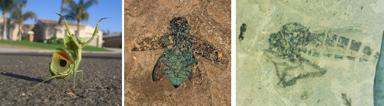 <p>Uniramous (unbranched) appendages</p><p>Head, thorax, abdomen</p><p>3 pairs of legs</p><p>Single pair of antennae</p><p>One pair of mandibles</p><p>Devonian - Recent (419-0 Ma)</p><p>Don’t have the best fossil record</p>