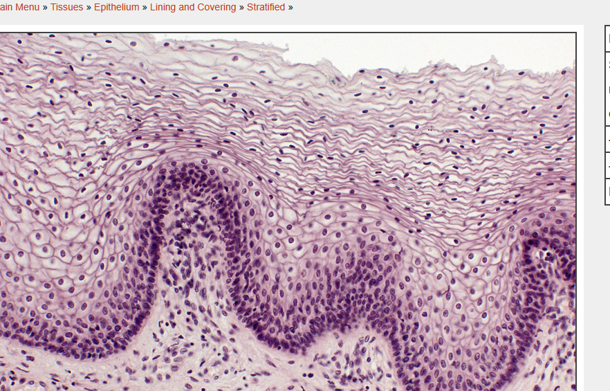<p>wha ttissue type is this </p>