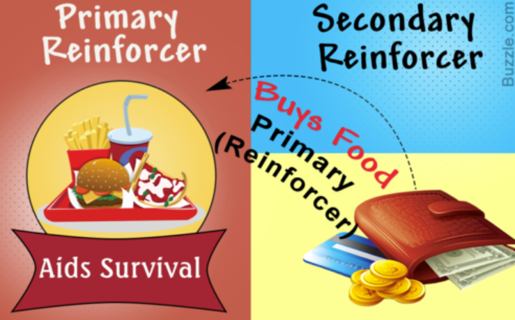 <p>Primary reinforcer</p>
