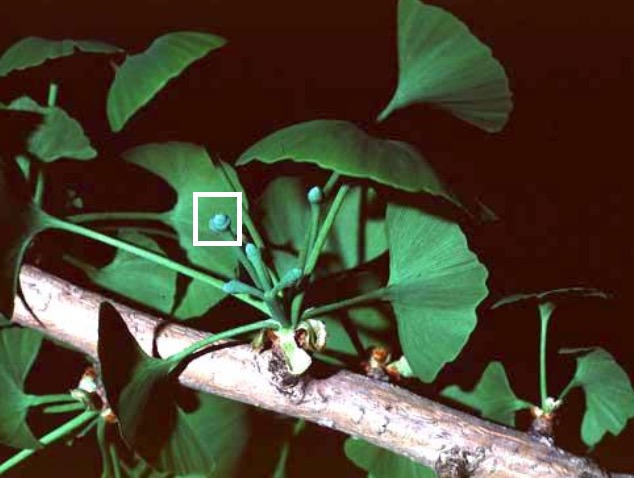 <p>Identify this structure of a Ginkgo biloba.</p>