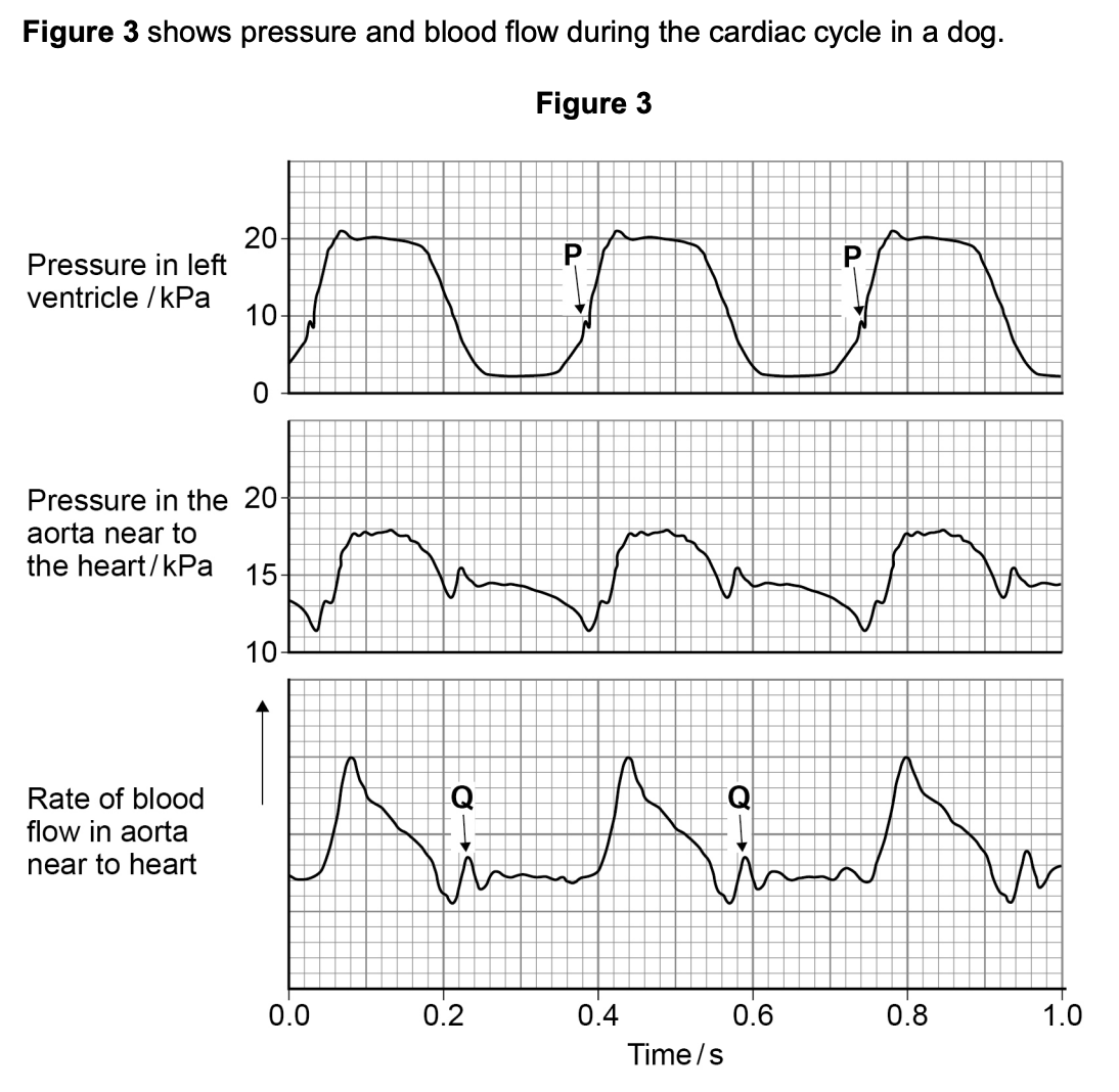 <p>at <strong>P</strong> in the diagram above, the pressure in the left ventricle is increasing. at this time, the rate of blood flow has not yet started to increase in the aorta - use evidence from the diagram above to explain why (2)</p>