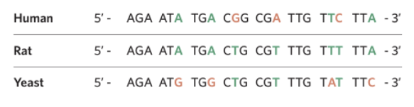 <p>Using this, explain:</p><ul><li><p>Outline which species is closest/most related to humans in their DNA sequence <span style="background-color: inherit;">(go from descending order)</span></p></li></ul><p></p>