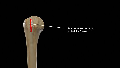 <p>Groove that contains a tendon, nerve, or vessel</p>