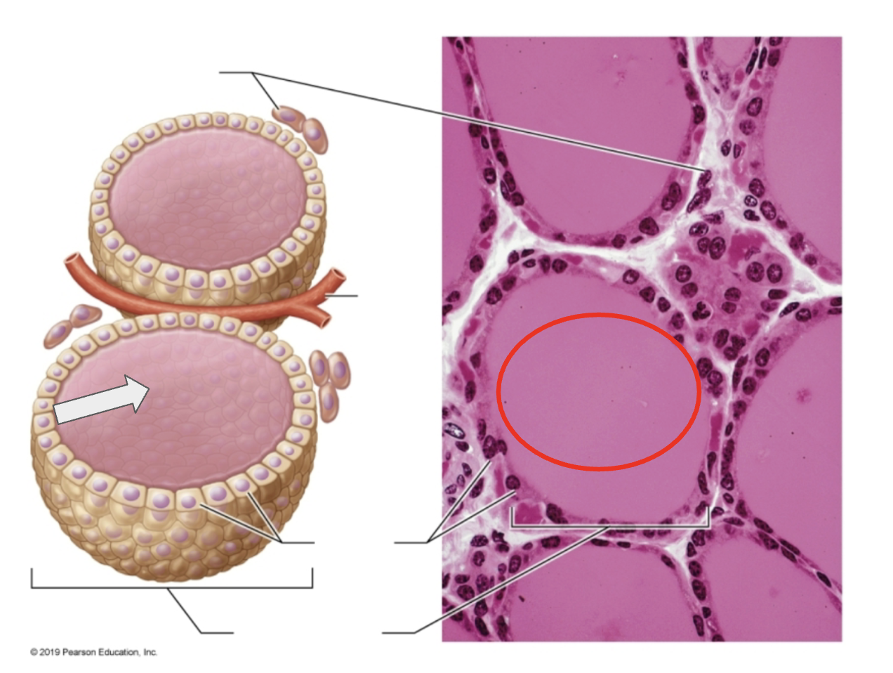 <p>Name the hormone <strong>created</strong> by the highlighted structure</p>