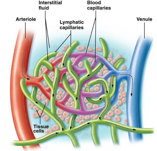 <p>Lymphatic vessels begin in tissues with tiny capillaries</p><ul><li><p>Form a web-like network that surrounds blood capillary beds</p></li><li><p>Differ in structure &amp; function from blood capillaries </p><ul><li><p>Blind-Ended </p><ul><li><p>Lymphatic vasculature is a one-way system that only moves lymph away from other tissues</p><ul><li><p>Let things leak into them but not out </p></li></ul></li></ul></li><li><p>Valve-like cells of lymphatic capillaries</p><ul><li><p>Allow cells such as macrophages and other immune cells to enter lymph</p></li></ul></li></ul></li></ul><p></p>