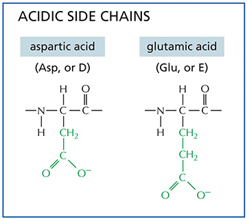 <p><span>Amino acids with side chains that contain −COOH groups, like those shown below, would be ___________ in the aqueous environment of a cell.</span></p>