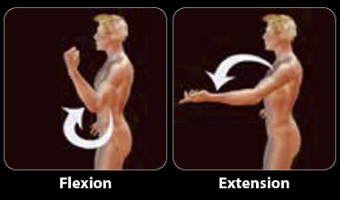 <ul><li><p>Flexion - reduces joint angle</p><ul><li><p>lifting a weight in a bicep curl</p></li></ul></li><li><p>extension - increases joint angle</p><ul><li><p>lowering a weight in a bicep curl</p></li></ul></li></ul><p></p>