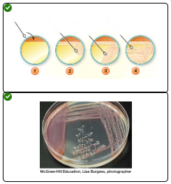 <p><span>Involves diluting one inoculum across the surface of a plate using a quadrant pattern</span></p>