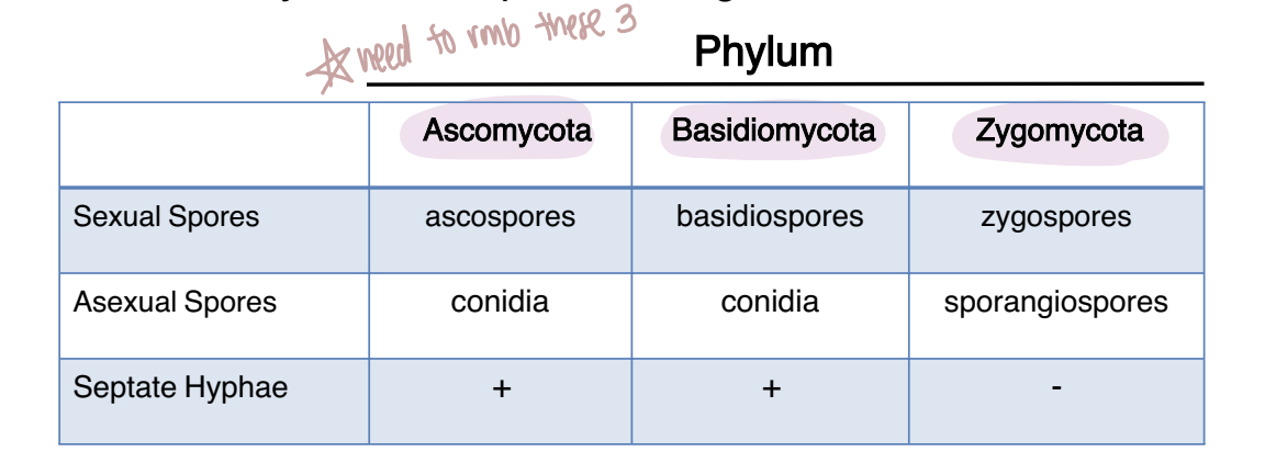 <p><strong>The three phyla are Ascomycota, Basidiomycota, and Zygomycota.</strong></p><p><span data-name="mag_right" data-type="emoji">🔎</span> <strong>What this means:</strong></p><p>The course distinguishes these groups mainly through:</p><p><strong>sexual spores</strong></p><p><strong>asexual spores</strong></p><p><strong>whether the hyphae are septate</strong></p>