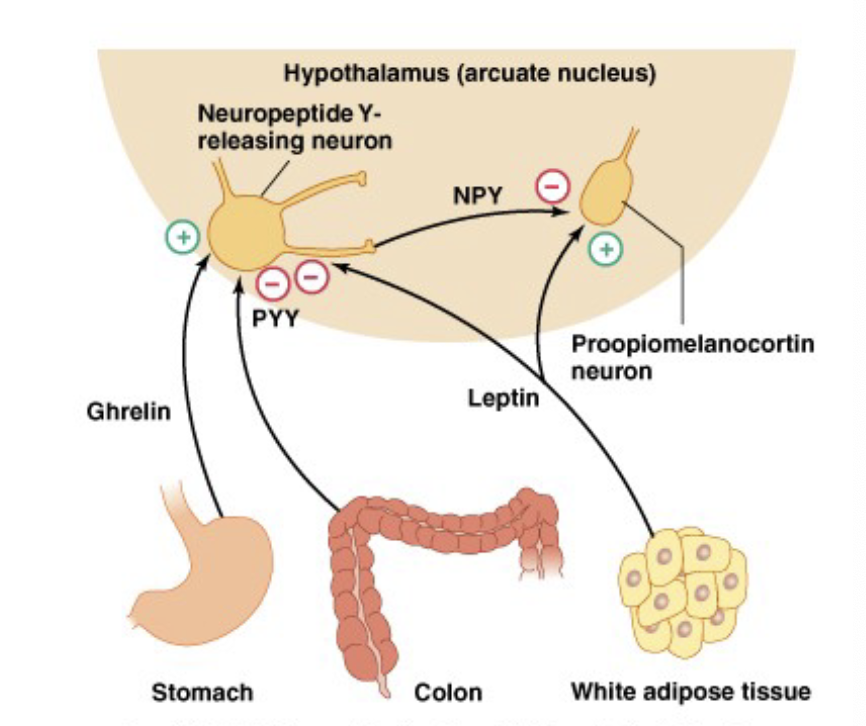<ul><li><p>leptin</p><ul><li><p>produced by adipose tissue (fat)</p></li><li><p>more tissue when you have eaten more</p></li><li><p>inhibits feeding center</p></li></ul></li><li><p>ghrelin</p><ul><li><p>produced by the stomach</p></li><li><p>stimulates feeding center when empty</p></li></ul></li><li><p>peptide YY</p><ul><li><p>produced by the colon</p></li><li><p>inhibits feeding center when full</p></li></ul></li><li><p>insulin</p><ul><li><p>produced by the pancreas</p></li><li><p>in response to high glucose</p></li></ul></li></ul><p>[keep big picture focus, how can information from around body regulate food input]</p>