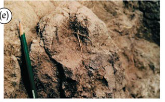 <p>Identify the structure</p>