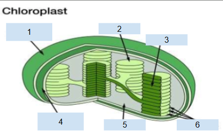 <p>Label the chloroplast</p>