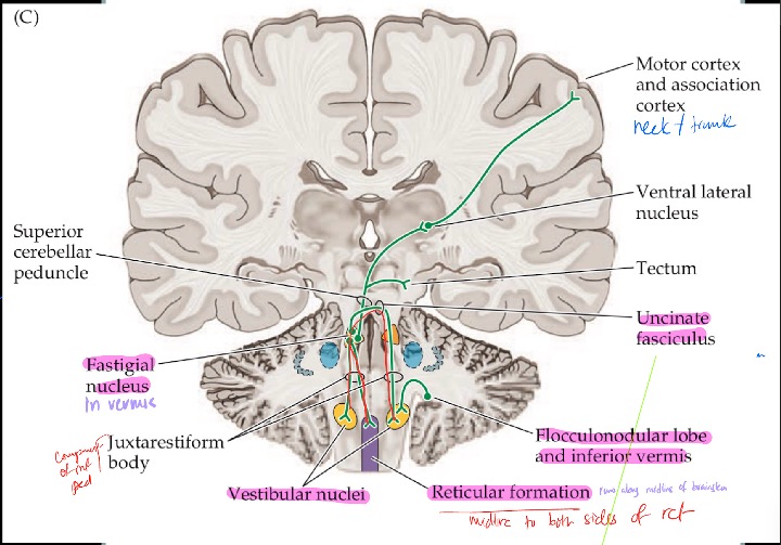 <ol><li><p>Fastigial Nucleus to Contralateral thalamus to:</p><ol><li><p>Influences Axial muscles (trunk/neck motor areas) <strong>bilaterally</strong> via ACST</p></li></ol></li><li><p>Fastigial Nucleus to Vestibular nuclei + Reticular formation <strong>bilaterally</strong></p><ol><li><p>Influence balance reflex and general tone</p></li></ol></li><li><p>Inferior vermis + flocculonodular lobe <strong>DIRECTLY</strong> to Vestibular nuclei ipsilaterally (no deep nuclei)</p><ol><li><p>Influence Balance + eye movement (VOR)</p></li></ol></li></ol><p></p>