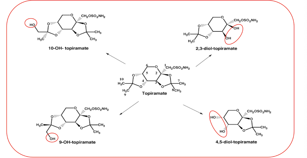 <ul><li><p>sulphamate substituted monosaccharide —> derived from D-fructose</p></li><li><p>multiple MOA</p></li><li><p><strong>not extensively metabolized —> mostly excreted unchanged in urine (70)</strong></p></li><li><p>20% is hepatic metabolism (2C19), hydroxylation, hydrolysis, and glucoronidation</p></li></ul><p></p>