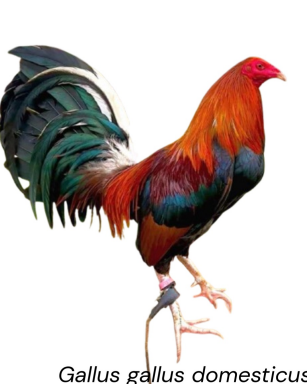 <ul><li><p>Gamefowl bloodline type, superior fighting ability, durability, and heart in cockfighting, breed for cockfighting</p></li><li><p>USA</p></li><li><p>Fighting ability, durability, foundation line, physical attributes, resilience, broad and powerful body, green-legged red or brown plumage.</p></li></ul><p></p>
