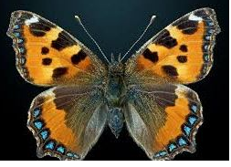 <p>What type of symmetry is this?</p>