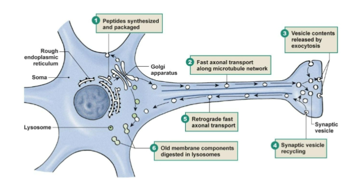 <p>Axoplasmic Transport</p>